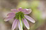 Eastern purple coneflower